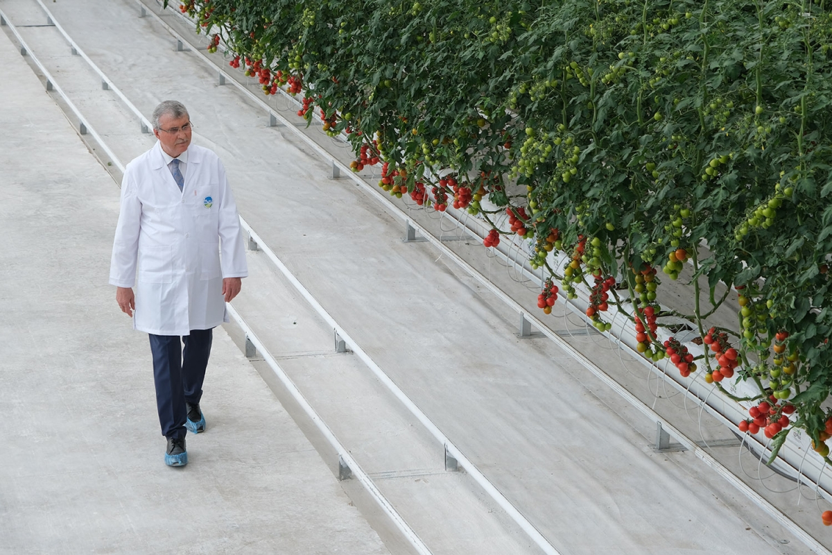Büyükşehirden 4 ayda 550 ton domates