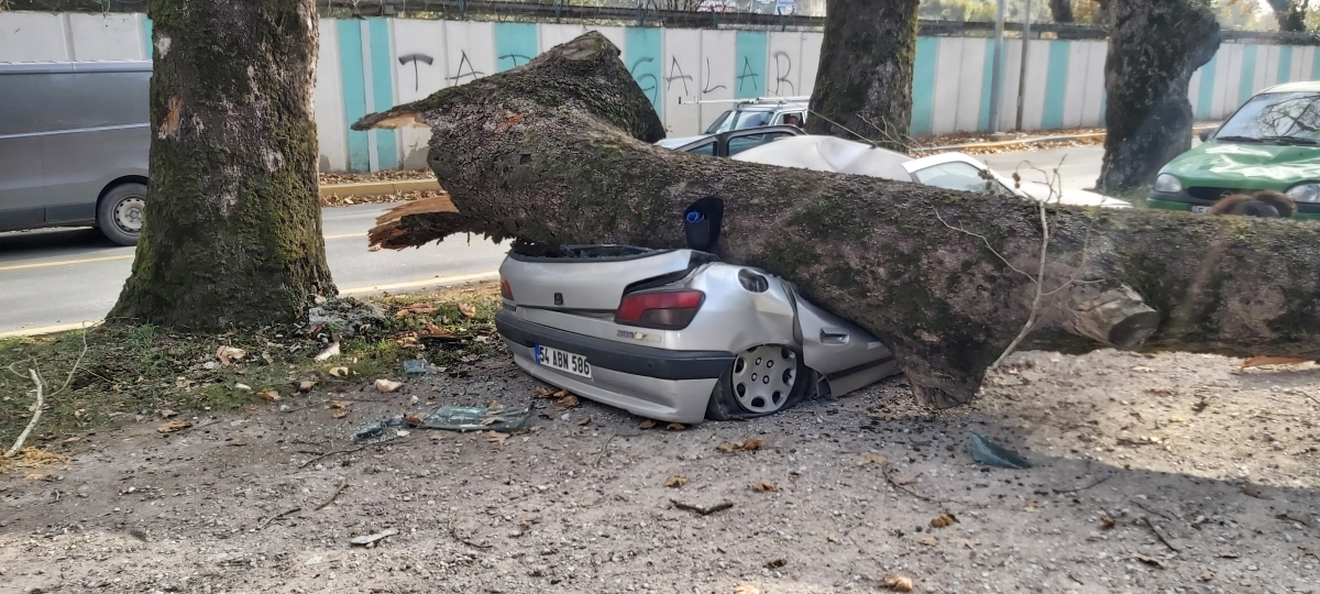 Ağaç arabaların üstüne devrildi