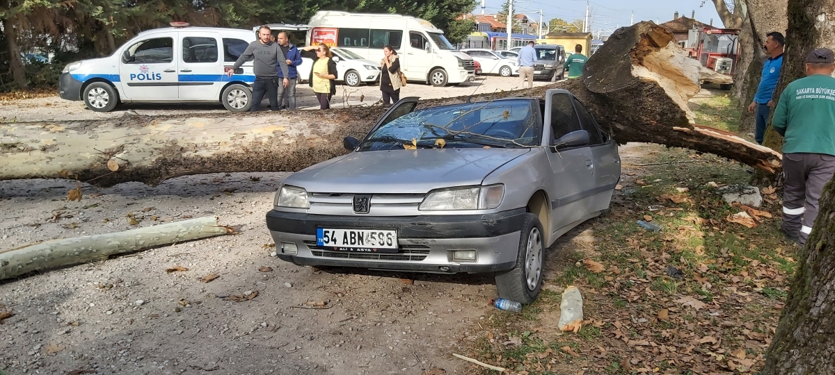 Ağaç arabaların üstüne devrildi