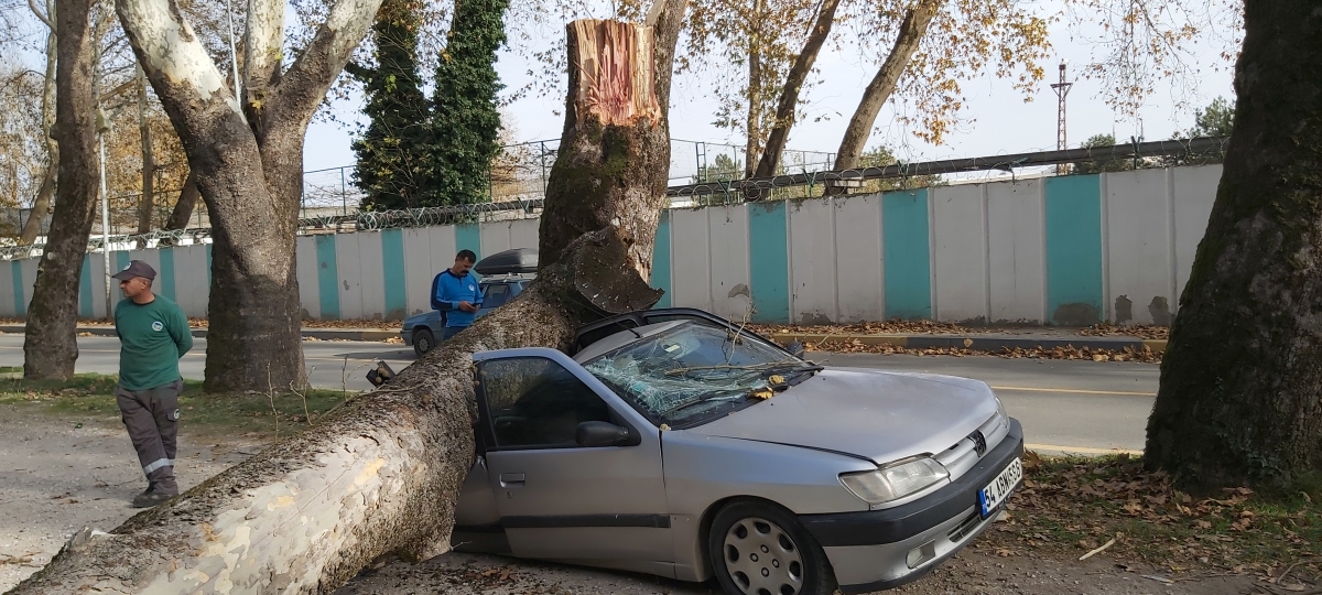 Ağaç arabaların üstüne devrildi