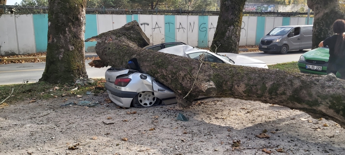 Ağaç arabaların üstüne devrildi