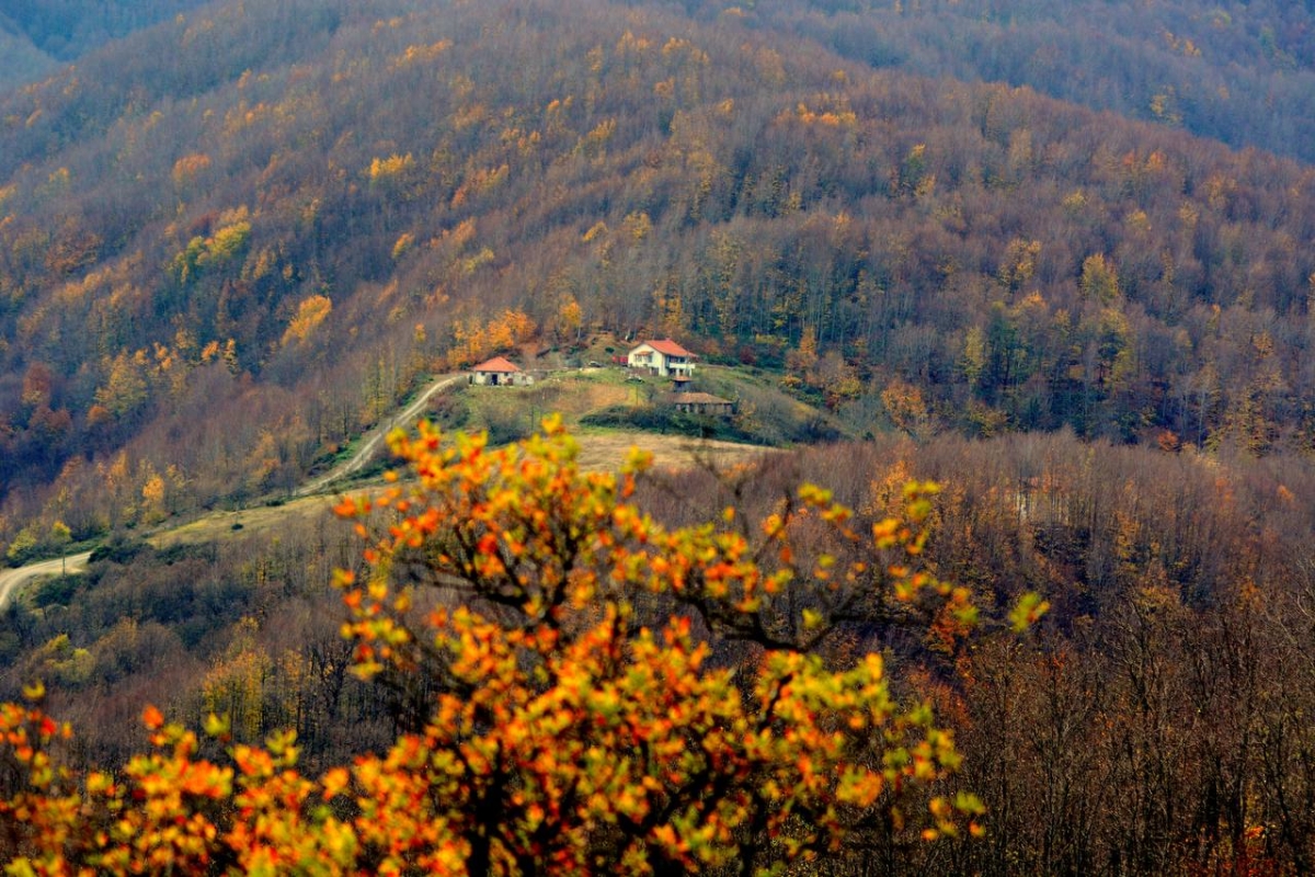 Sakarya'nın ormanları