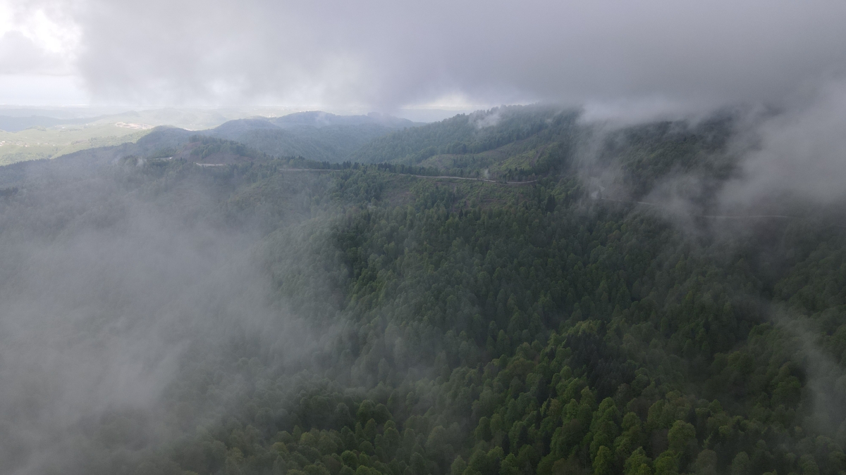 Çam Dağı