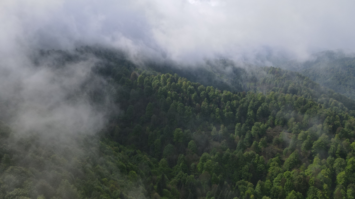 Çam Dağı