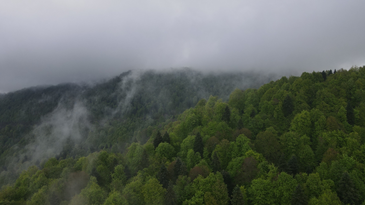 Çam Dağı