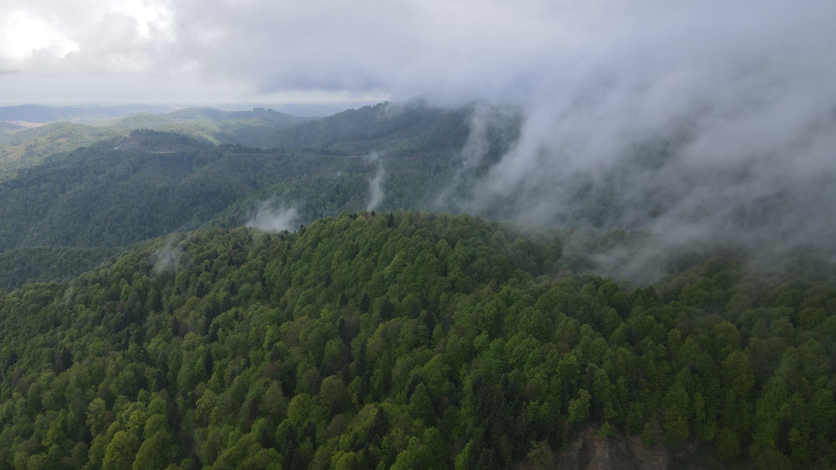 Çam Dağı