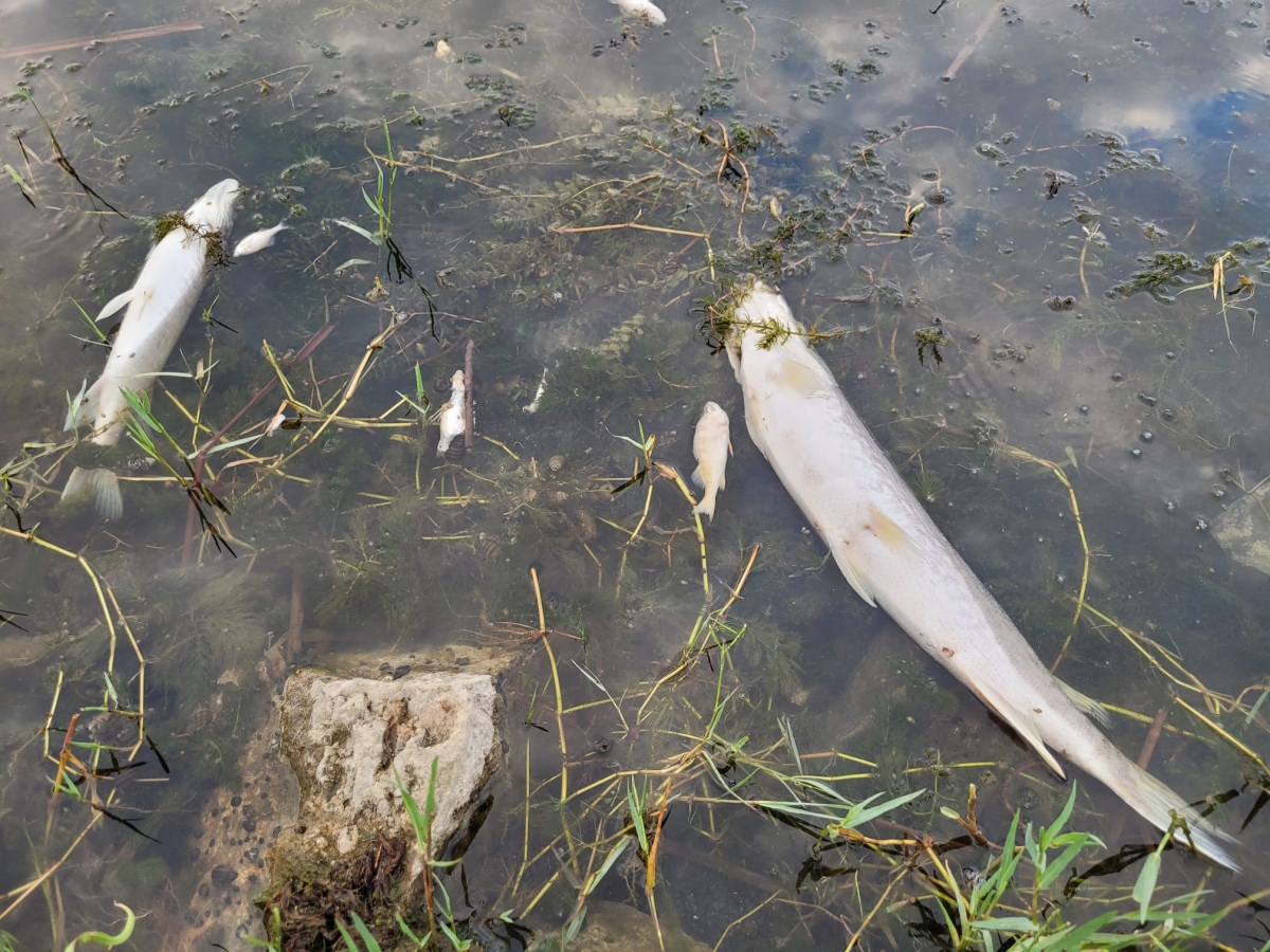 Taşkısı Gölü'nde balık ölümleri