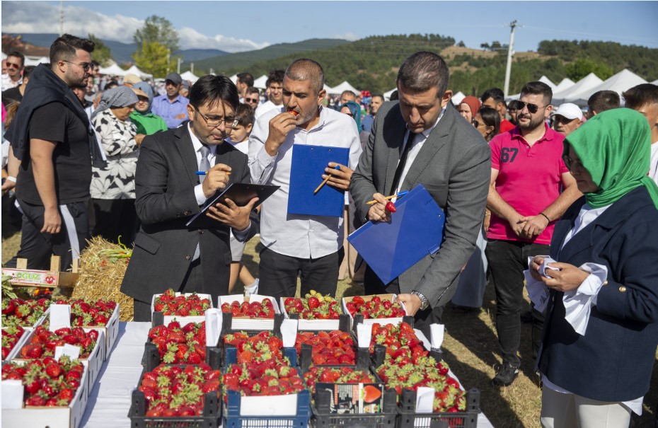 Sakarya'da Çilek Festivali düzenlendi
