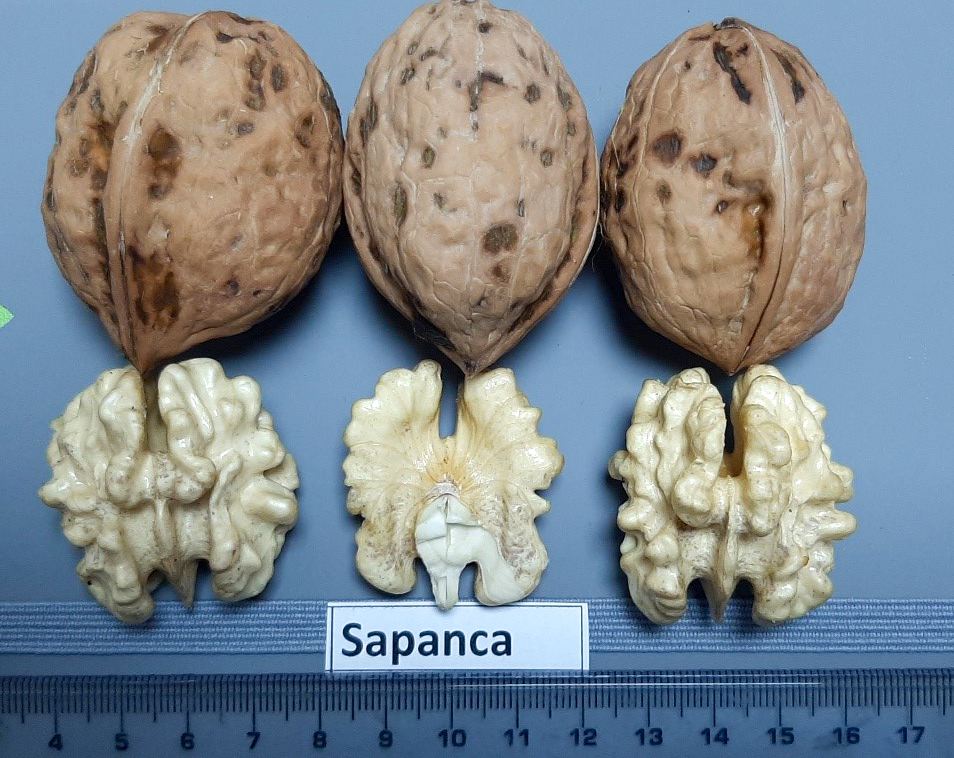 Sapanca Cevizi