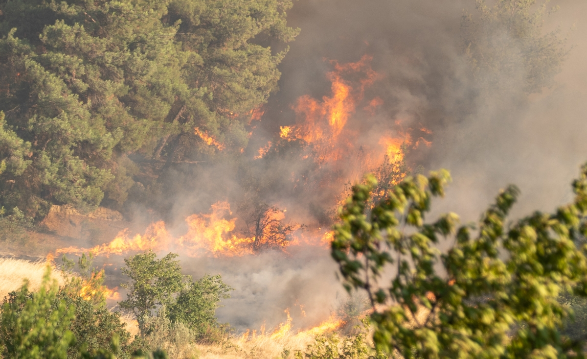 Sakarya'da ormanlık alanda çıkan yangına müdahale ediliyor