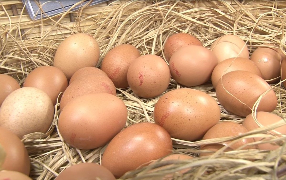 Yumurta fiyatları artmaya devam edecek