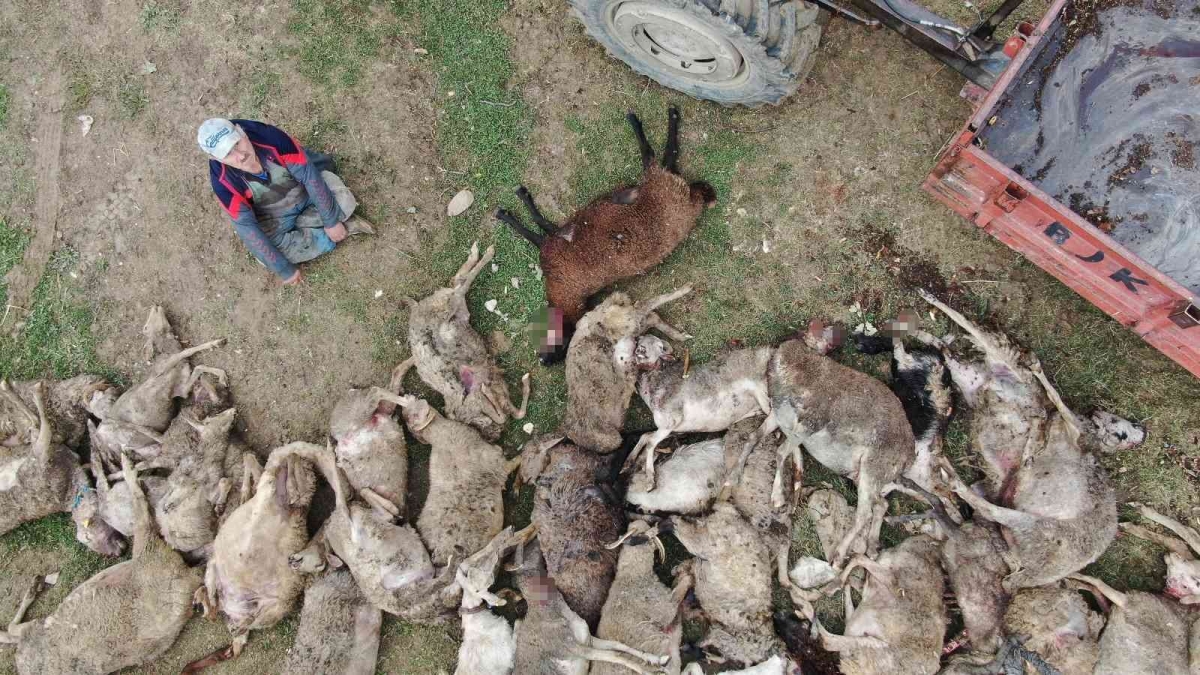 Sokak köpekler birçoğu gebe 41 koyunu telef etti
