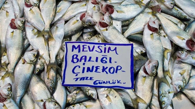 Balık fiyatı yarı yarıya düştü!