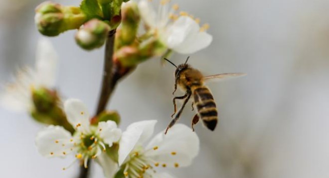 Arılar iklim değişikliği nedeniyle strese giriyorlar