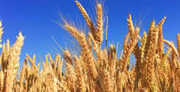 Buğdayda görülen ″pas″ hastalığına karşı önlem alınmalı 