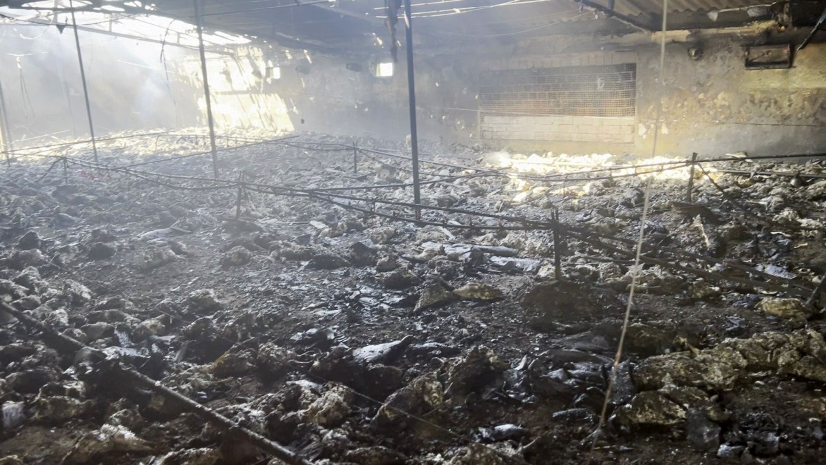 Sakarya'da çiftlikte çıkan yangında 10 bin tavuk telef oldu
