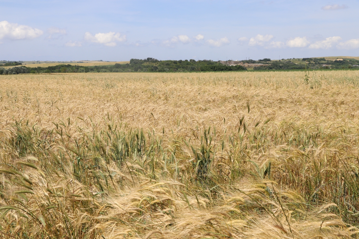 Buğday ve arpa fiyatları çiftçisinin beklentisini karşıladı