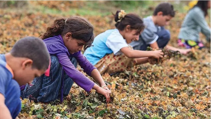 Mevsimlik Fındık Tarımında Çocuk İşçiliği İzleme Çalışmaları Başladı