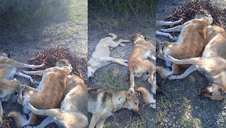 Yan yana sıralanmış 6 köpek ormanda ölü bulundu
