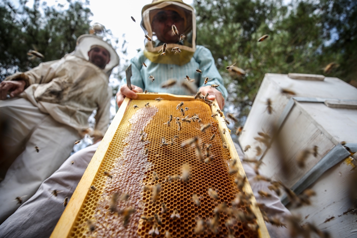 Kuraklıktan etkilenen arılar için ″kovana bir kap su″ önerisi