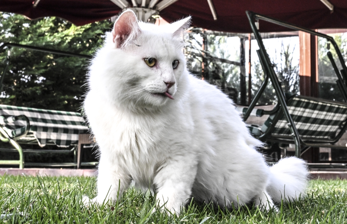 Ankara kedisi ″Seymen″ yeni yuvası Ayasofya-i Kebir Camii'nde