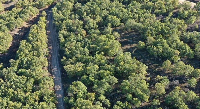 Küresel iklim değişikliği meşe ve kestane ormanlarını olumsuz etkiliyor