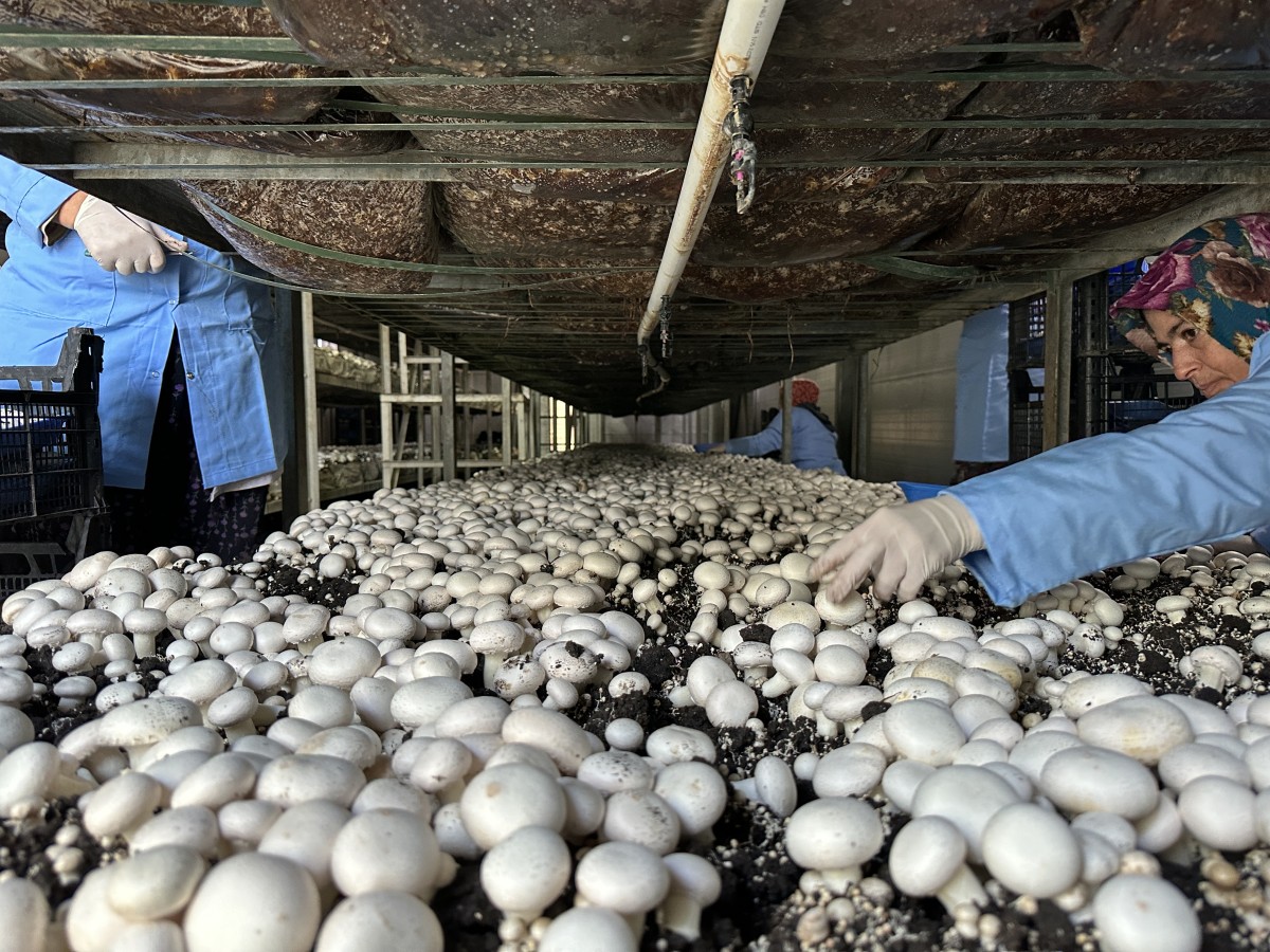 Sakaryalı girişimci çift yıllık 200 ton kültür mantarı üretiyor