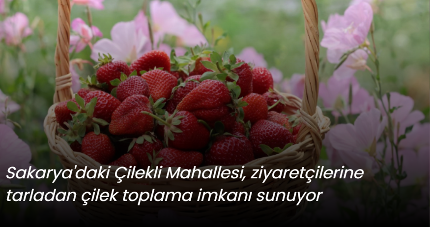 Sakarya'daki Çilekli Mahallesi, ziyaretçilerine tarladan çilek toplama imkanı sunuyor