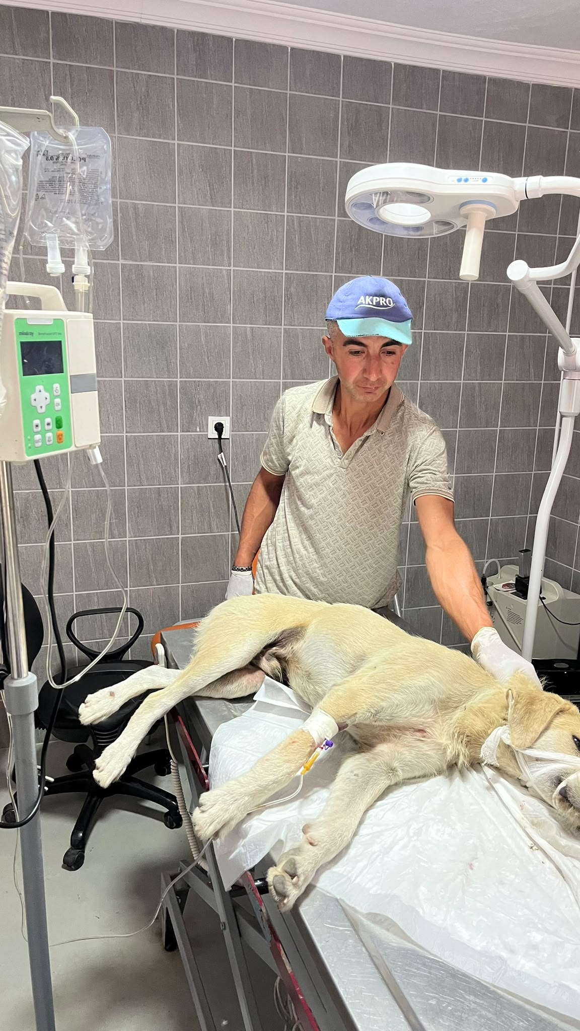 Bilecik'te aracın çarptığı köpek tedavi altına alındı